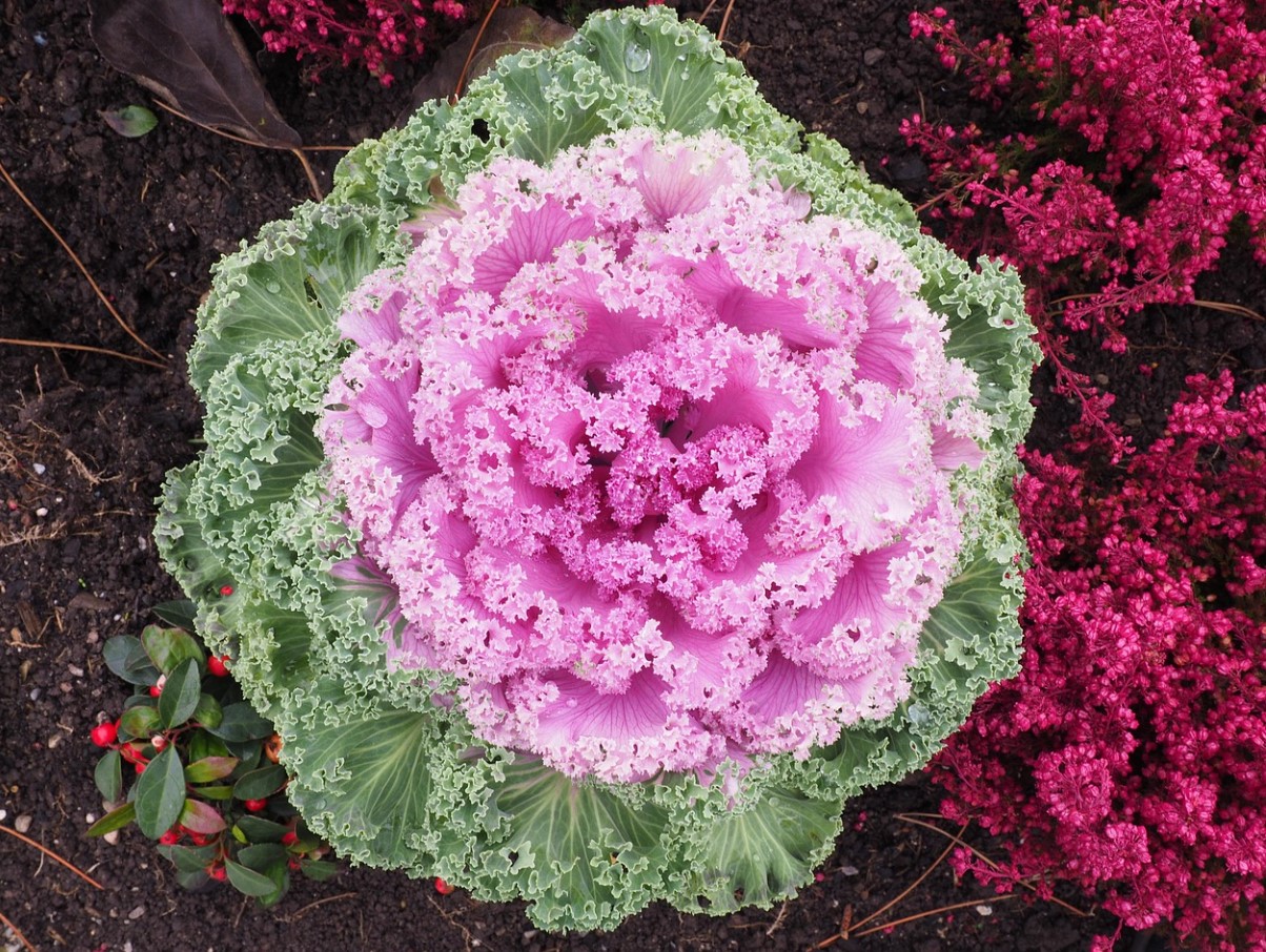 Brassica oleracea