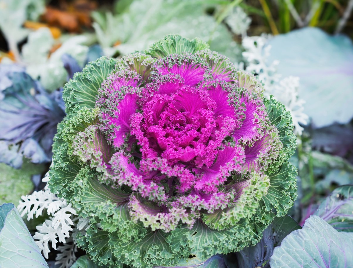 Brassica oleracea