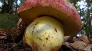 Butyriboletus regius