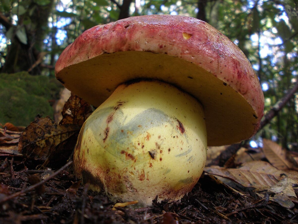 Butyriboletus regius
