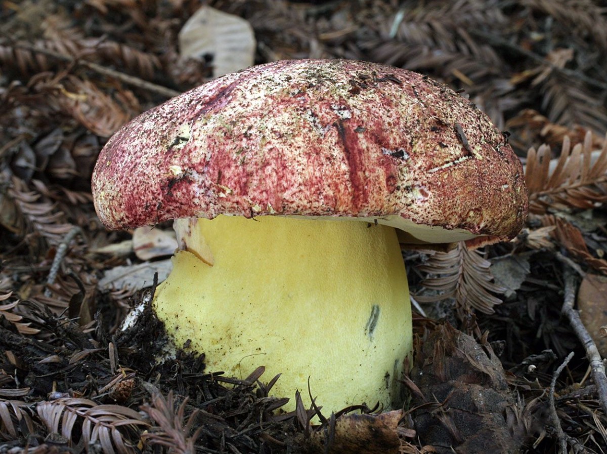 Butyriboletus regius