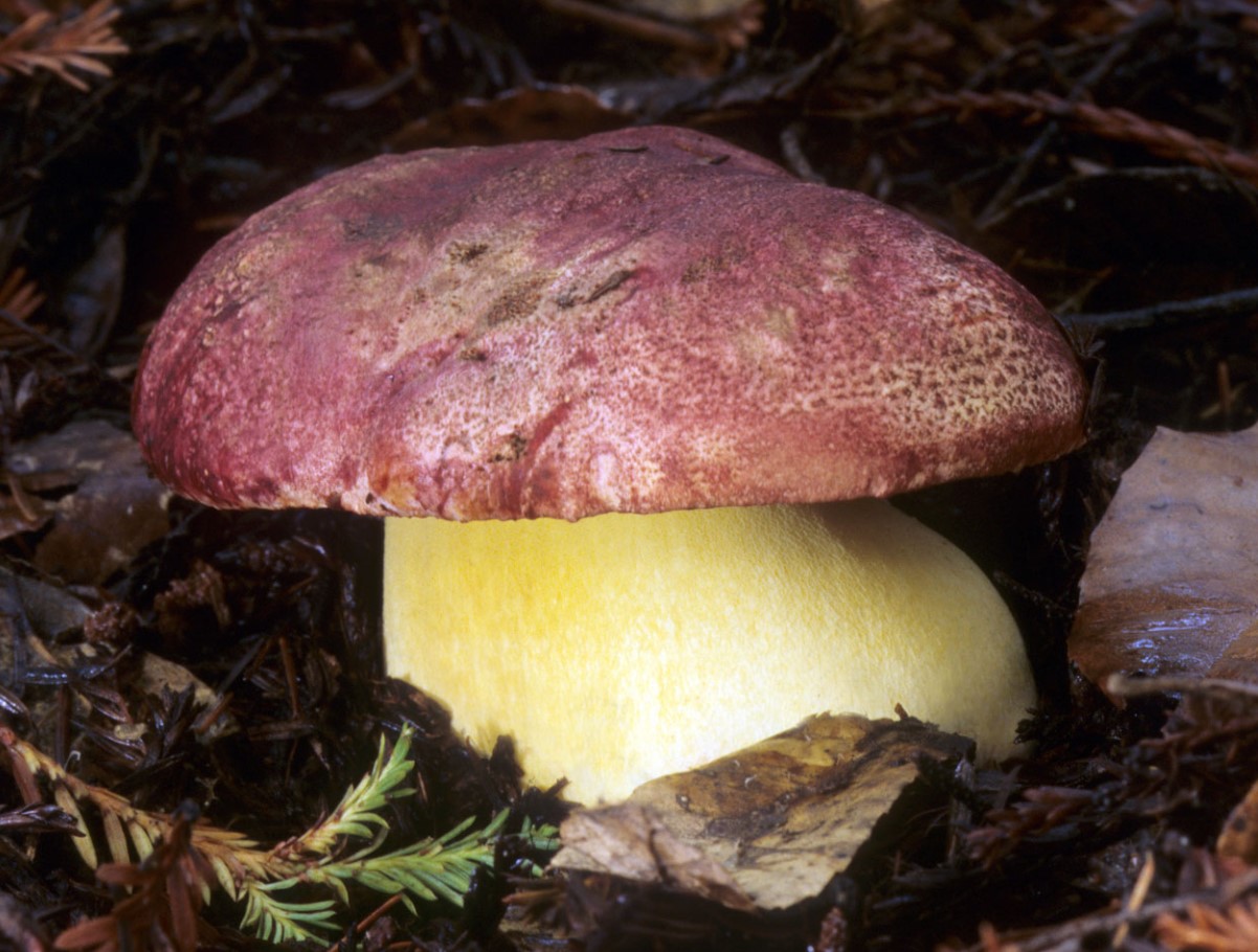Butyriboletus regius