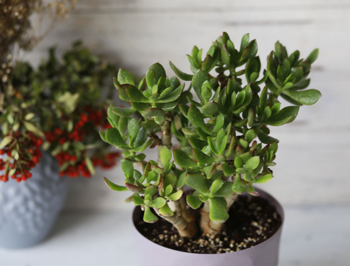 Crassula ovata