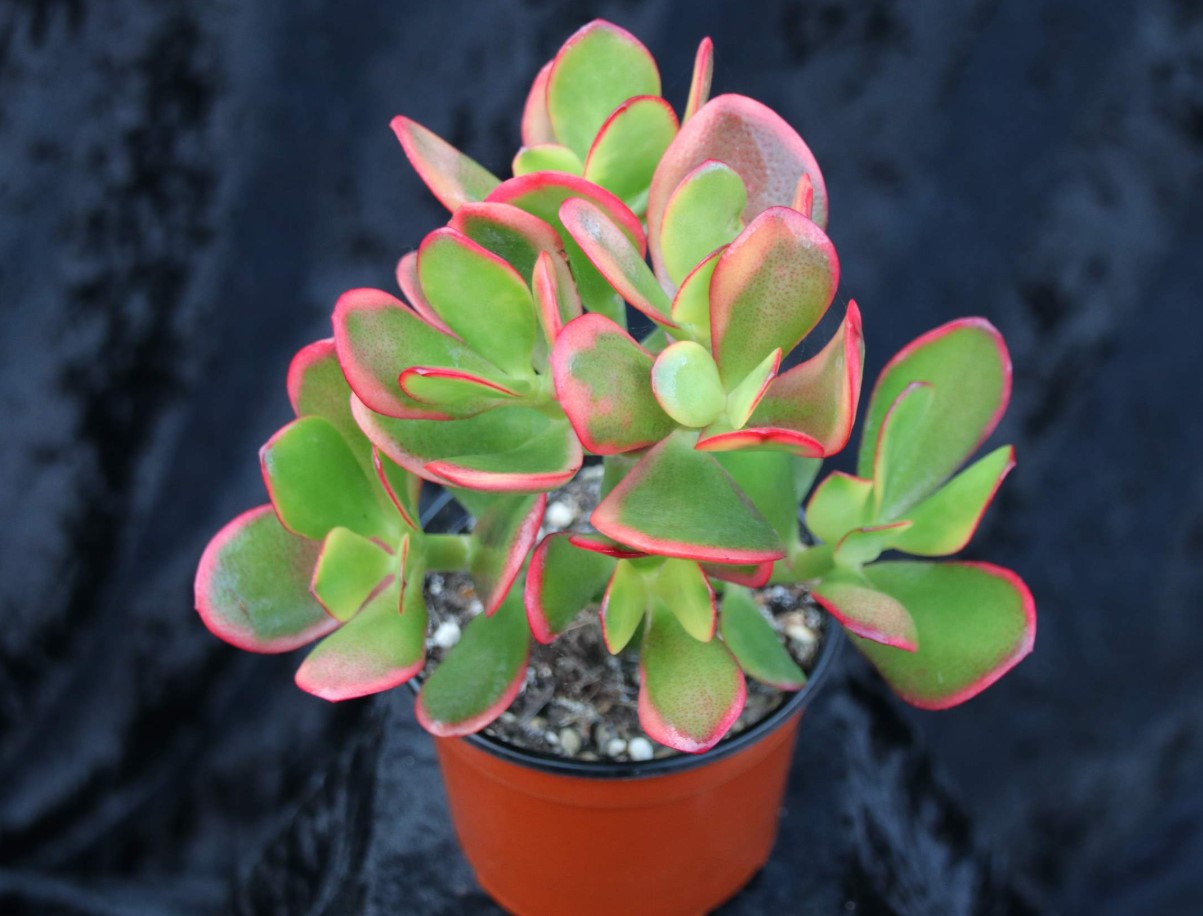Crassula ovata