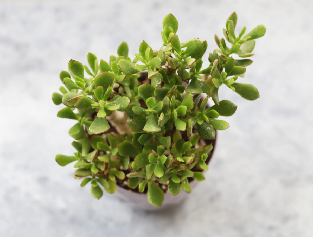 Crassula ovata