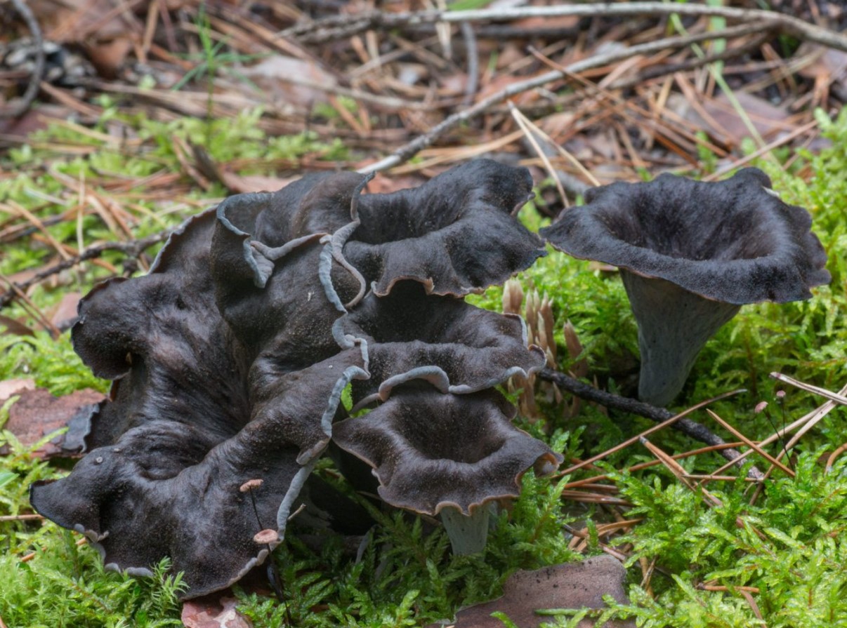 Craterellus cornucopioides