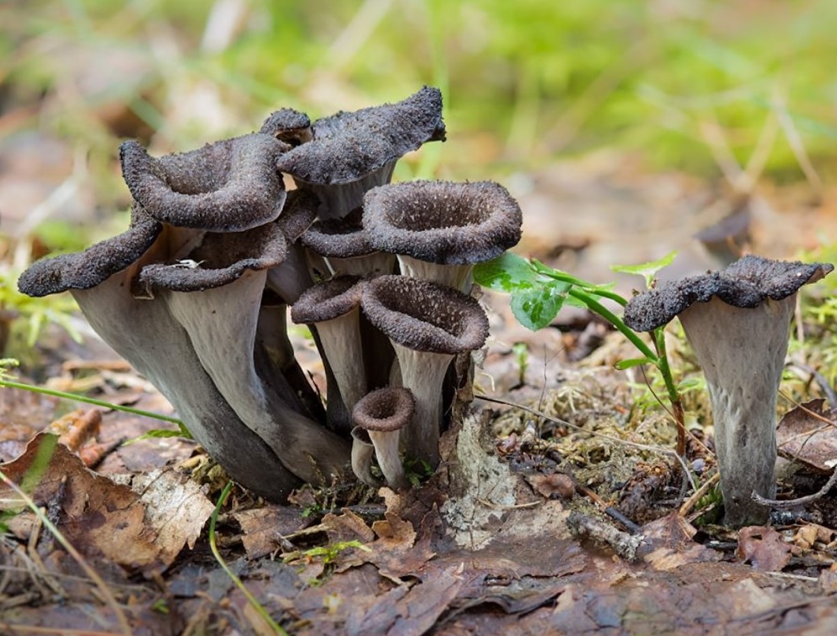 Craterellus cornucopioides