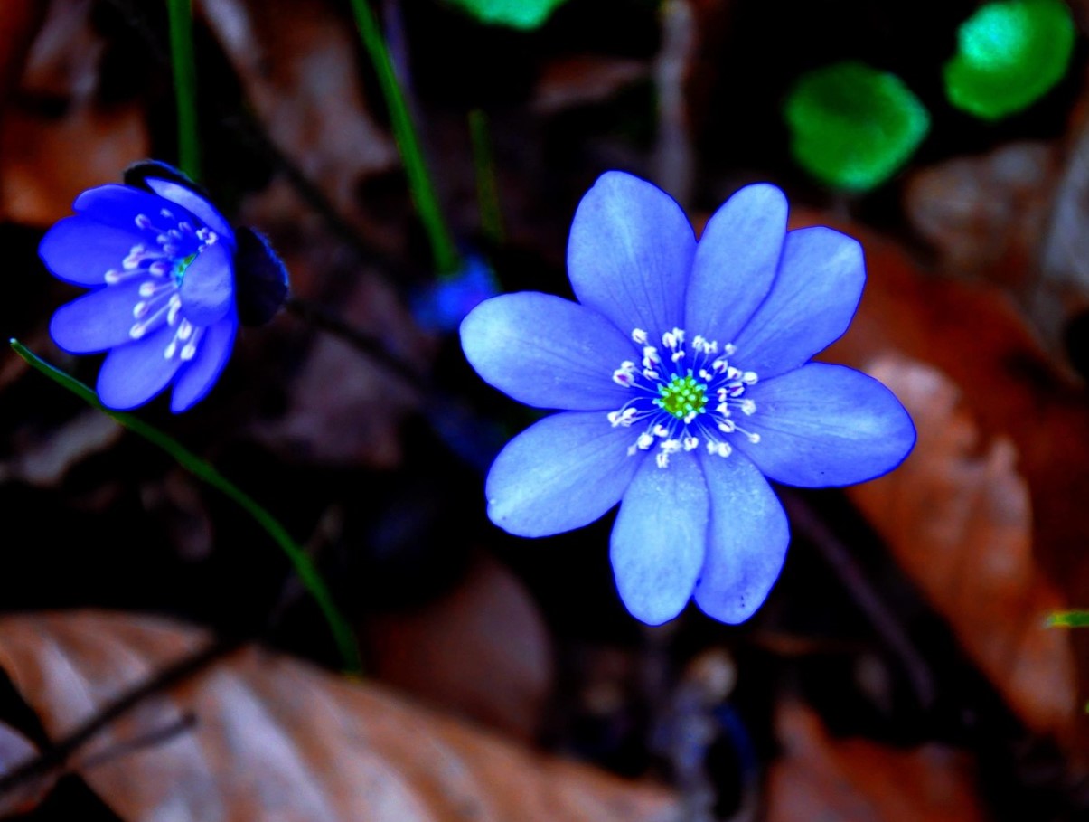 Hepatica nobilis