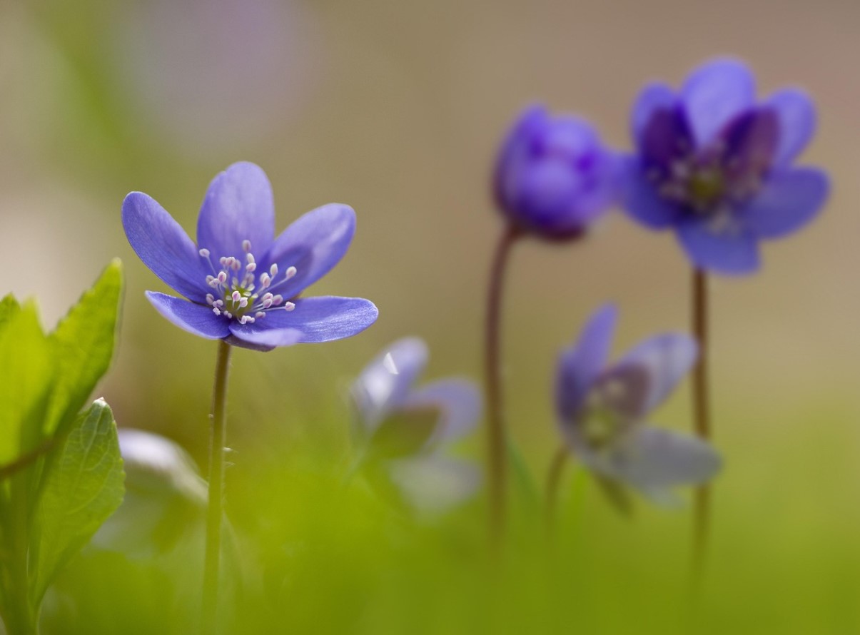 Hepatica nobilis