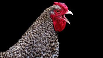 Pollo Guisado – сърдечно пуерториканско ястие с пилешко месо