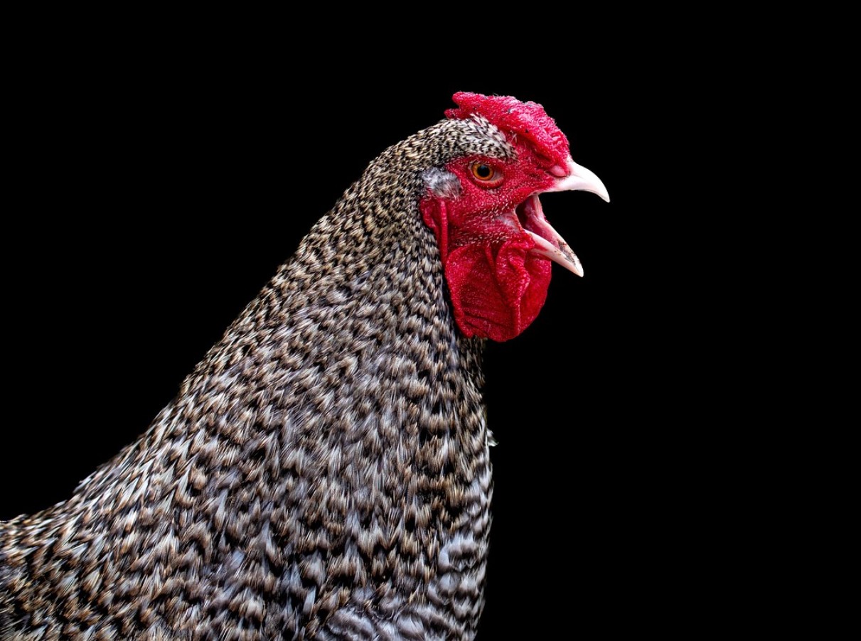 Pollo Guisado – сърдечно пуерториканско ястие с пилешко месо