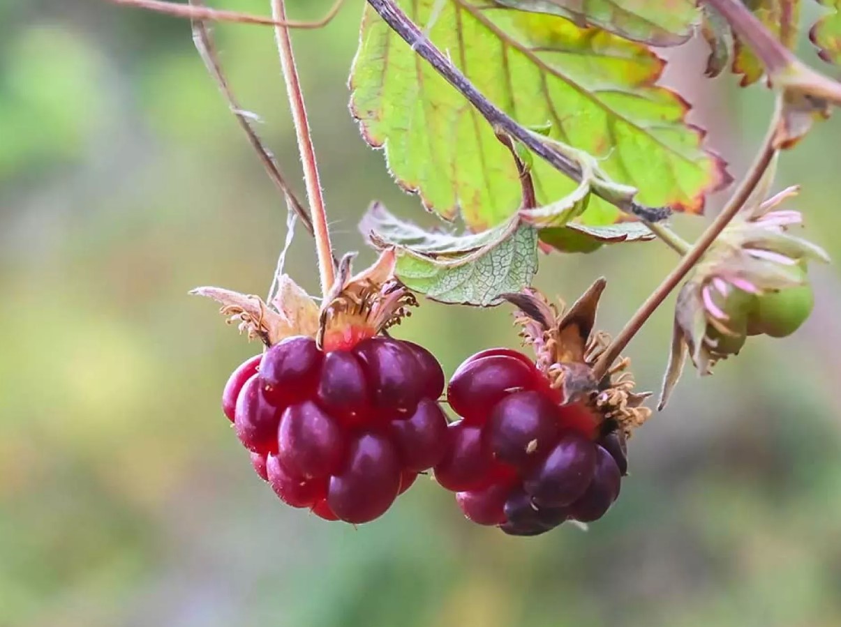 Rubus arcticus