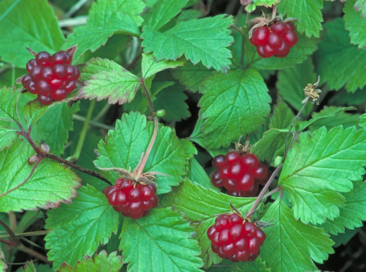 Rubus arcticus