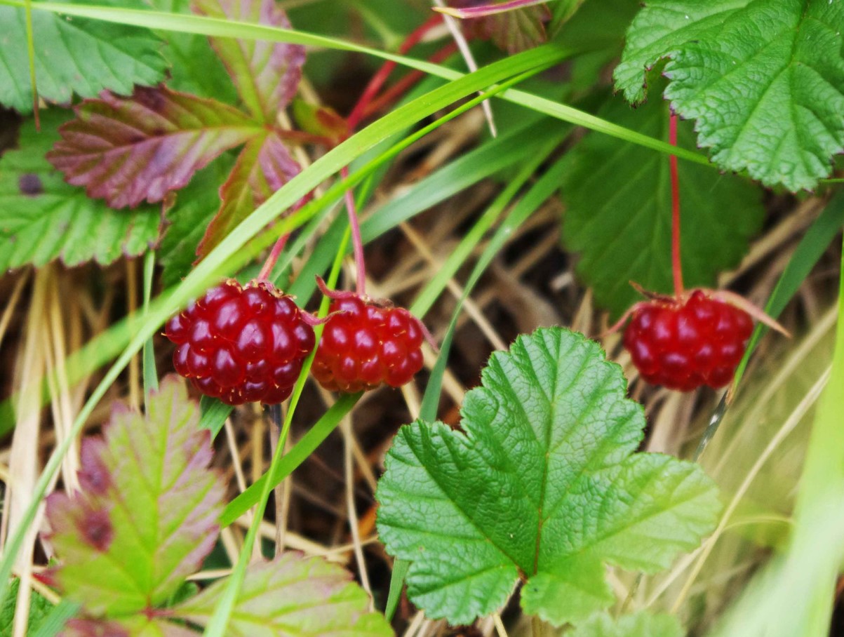 Rubus arcticus