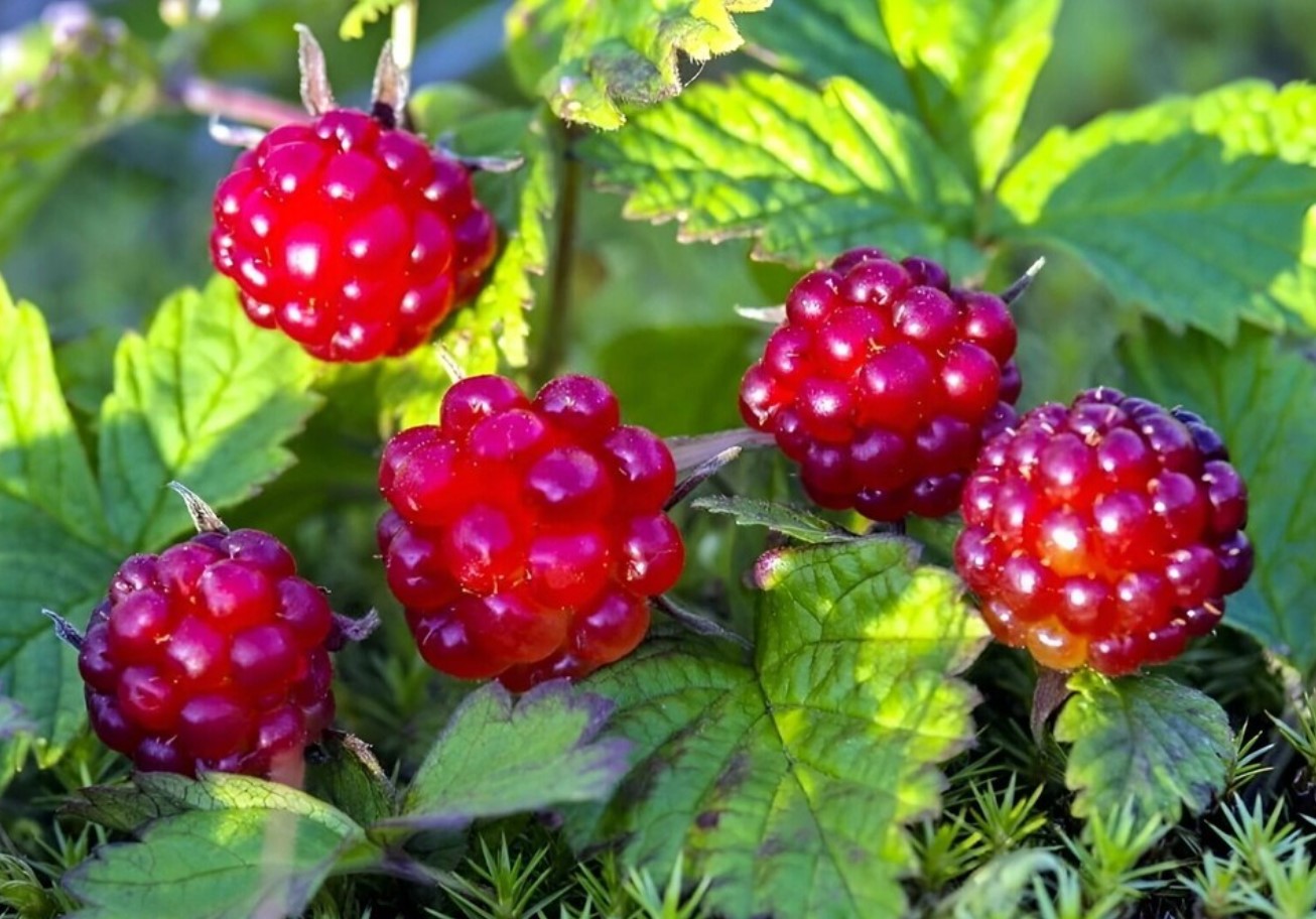 Rubus arcticus