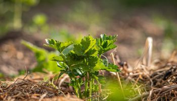Модерно зеленчуково растение с голям потенциал. Помага за отслабване, има противовъзпалителни свойства и понижава кръвната захар