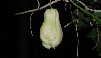 Прилича на круша, но има малко общо с нея. Засища за дълго време и помага при проблеми с кръвообращението и бъбреците.