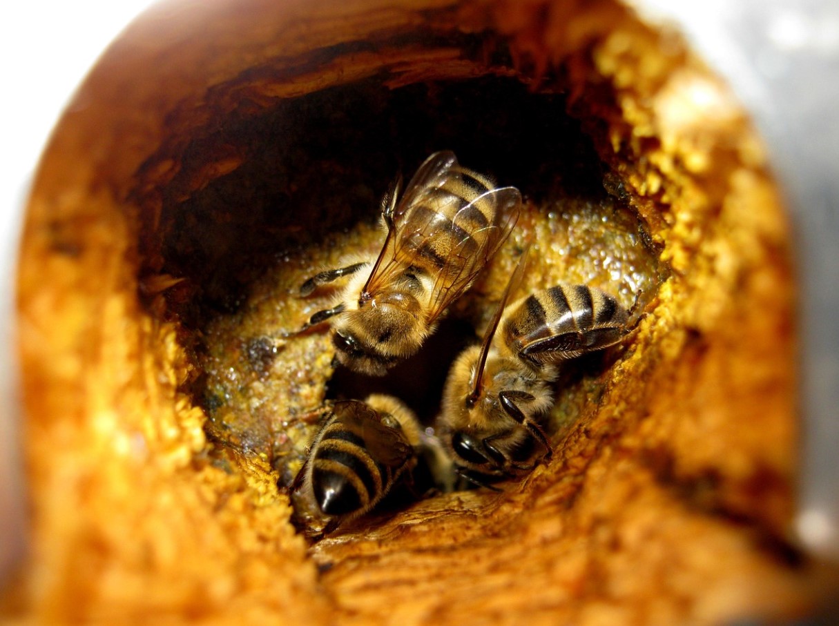 Опитах едно старо домашно средство – болката в гърлото премина само след една капка.