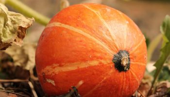 Той укрепва имунитета и подобрява настроението, предпазва очите и костите. Този питателен коктейл се препоръчва особено за хора над 50 години.