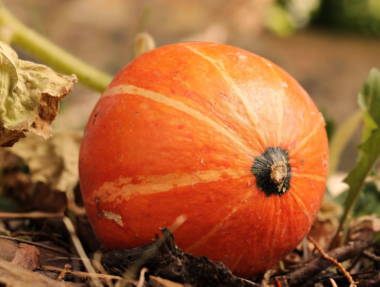 Той укрепва имунитета и подобрява настроението, предпазва очите и костите. Този питателен коктейл се препоръчва особено за хора над 50 години.