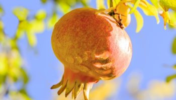 Можете да ги купите по-евтино в Lidl и T‑Market. Тези рубинени кристали укрепват сърцето и помагат при болки в ставите