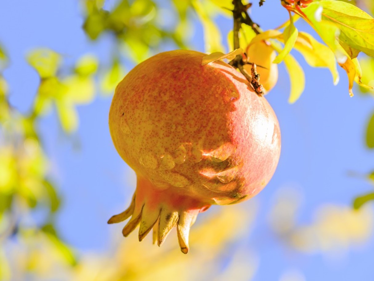 Можете да ги купите по-евтино в Lidl и T‑Market. Тези рубинени кристали укрепват сърцето и помагат при болки в ставите