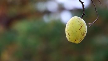 Наричат го полски лимон. Сварете от него сироп; той пречиства организма, помага при кашлица и подобрява храносмилането.
