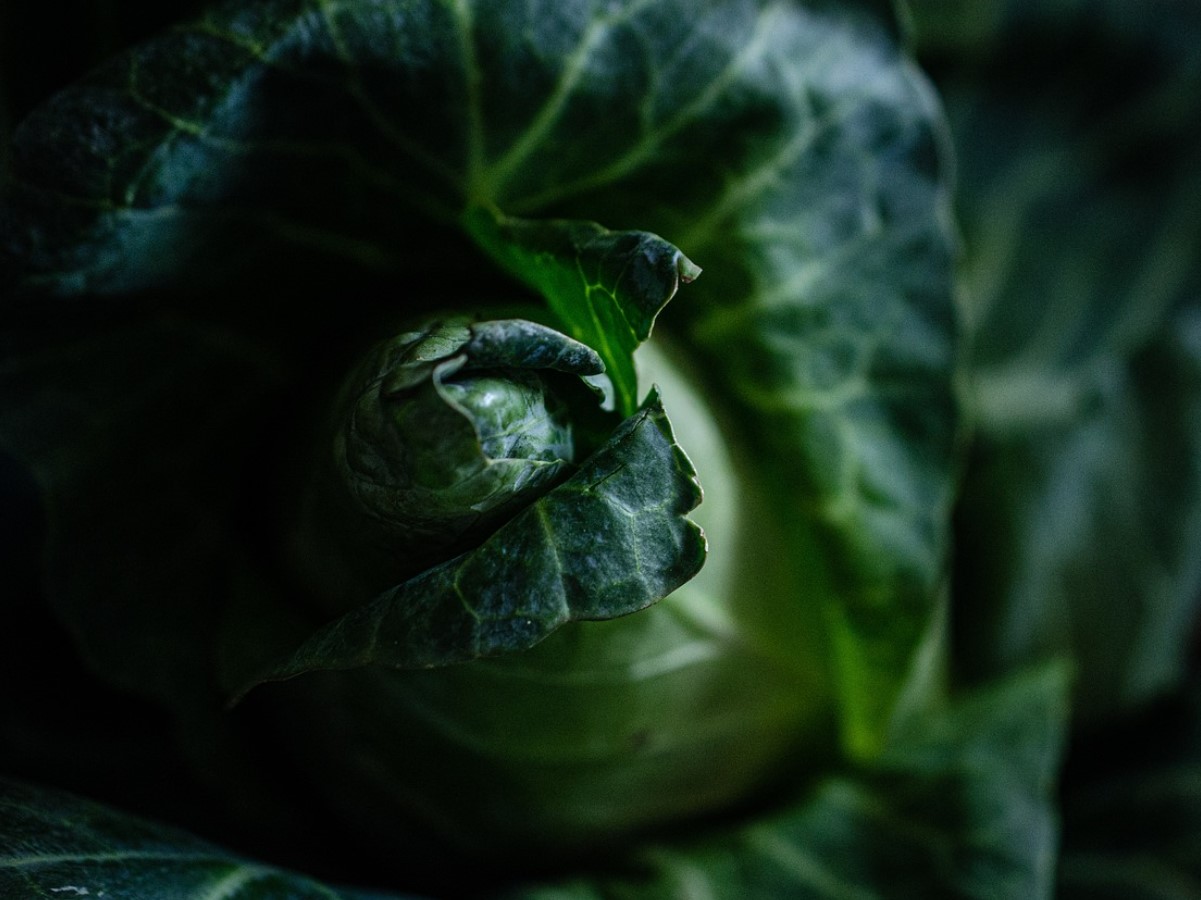 В кои продукти има най-много калций — ще се изненадате