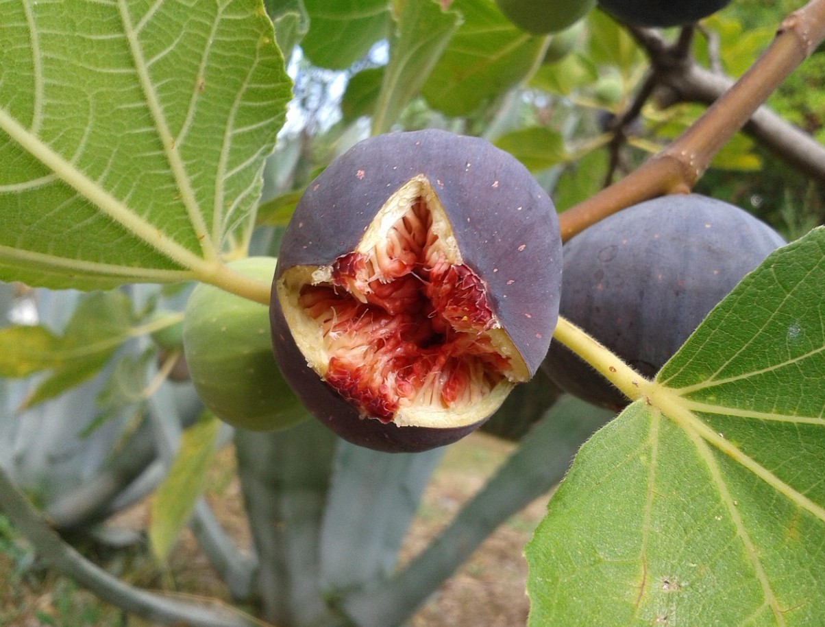 В кои продукти има най-много калций — ще се изненадате