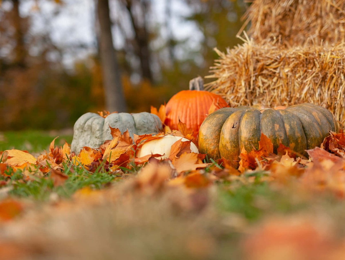 Октомври в градината е месец, пълен с контрасти.