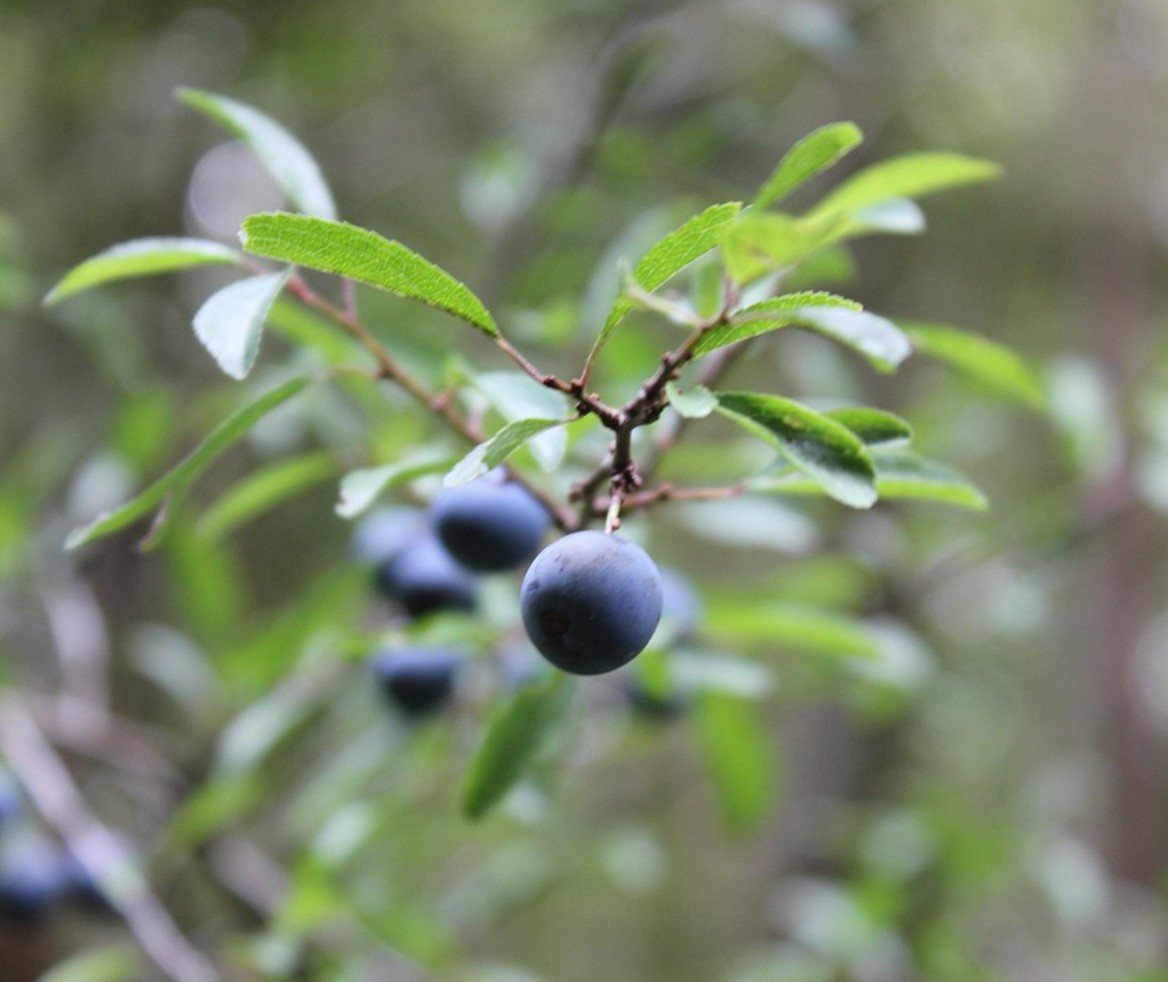 Те тепърва започват да дават плод, но най-добре е да се ядат след замръзване. Имат антибактериални и противовъзпалителни свойства.