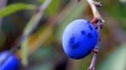 Те тепърва започват да дават плод, но най-добре е да се ядат след замръзване. Имат антибактериални и противовъзпалителни свойства.