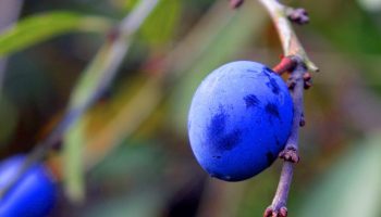 Те тепърва започват да дават плод, но най-добре е да се ядат след замръзване. Имат антибактериални и противовъзпалителни свойства.