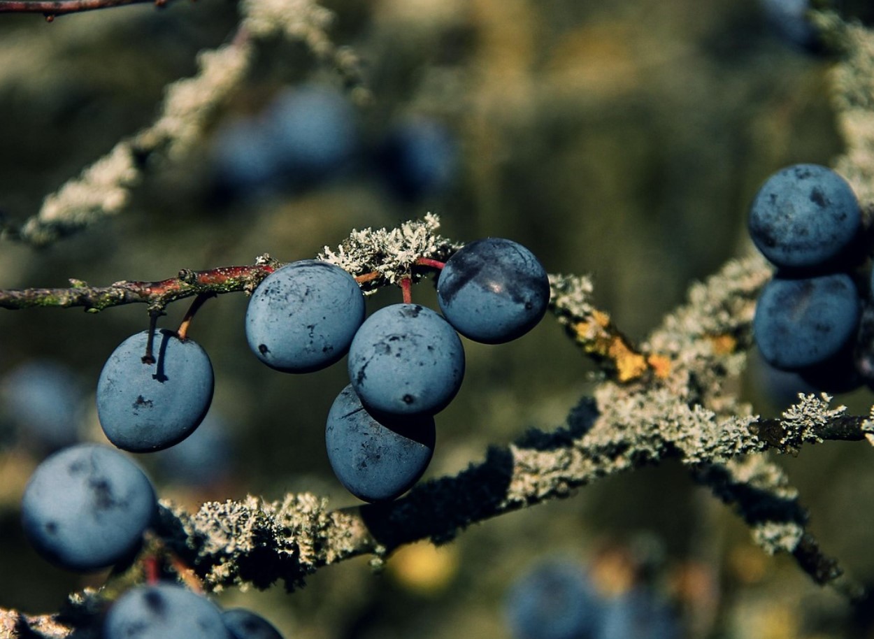 Те тепърва започват да дават плод, но най-добре е да се ядат след замръзване. Имат антибактериални и противовъзпалителни свойства.