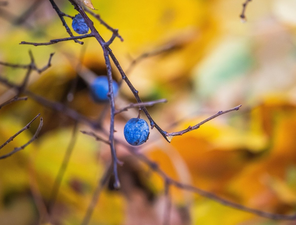Те тепърва започват да дават плод, но най-добре е да се ядат след замръзване. Имат антибактериални и противовъзпалителни свойства.