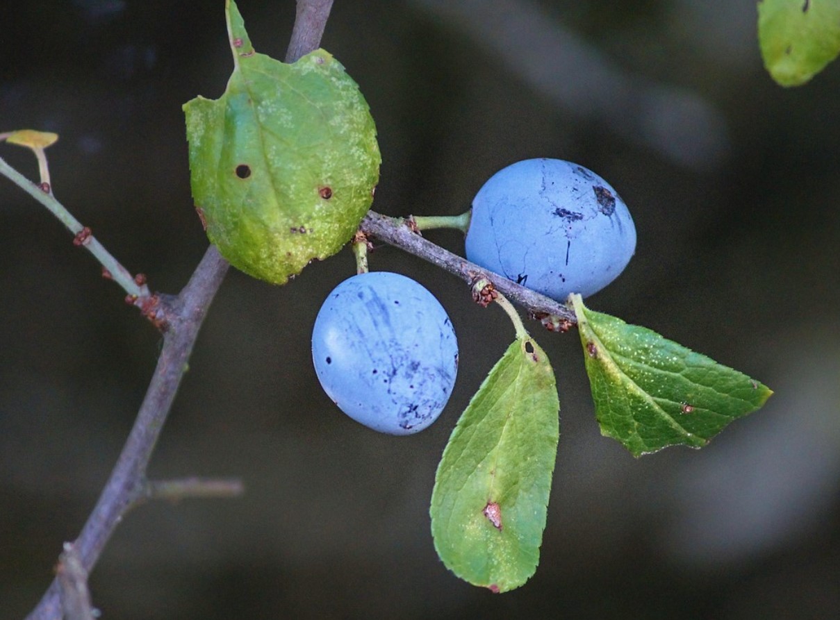 Те тепърва започват да дават плод, но най-добре е да се ядат след замръзване. Имат антибактериални и противовъзпалителни свойства.
