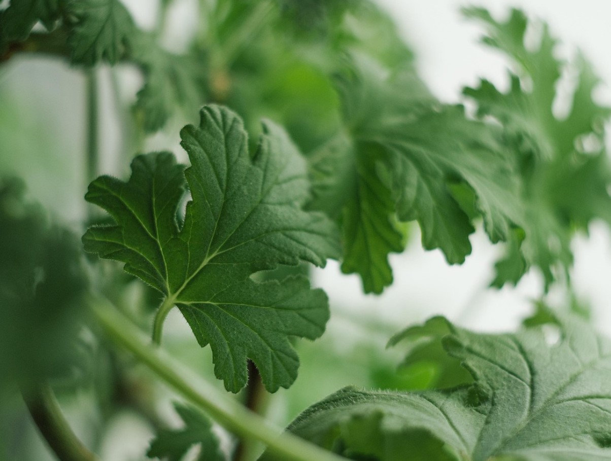 Защо старите градинари не купуваха нови здравец всяка пролет: прости стъпка по стъпка инструкции за зимуване, които ще ви спестят десетки евро