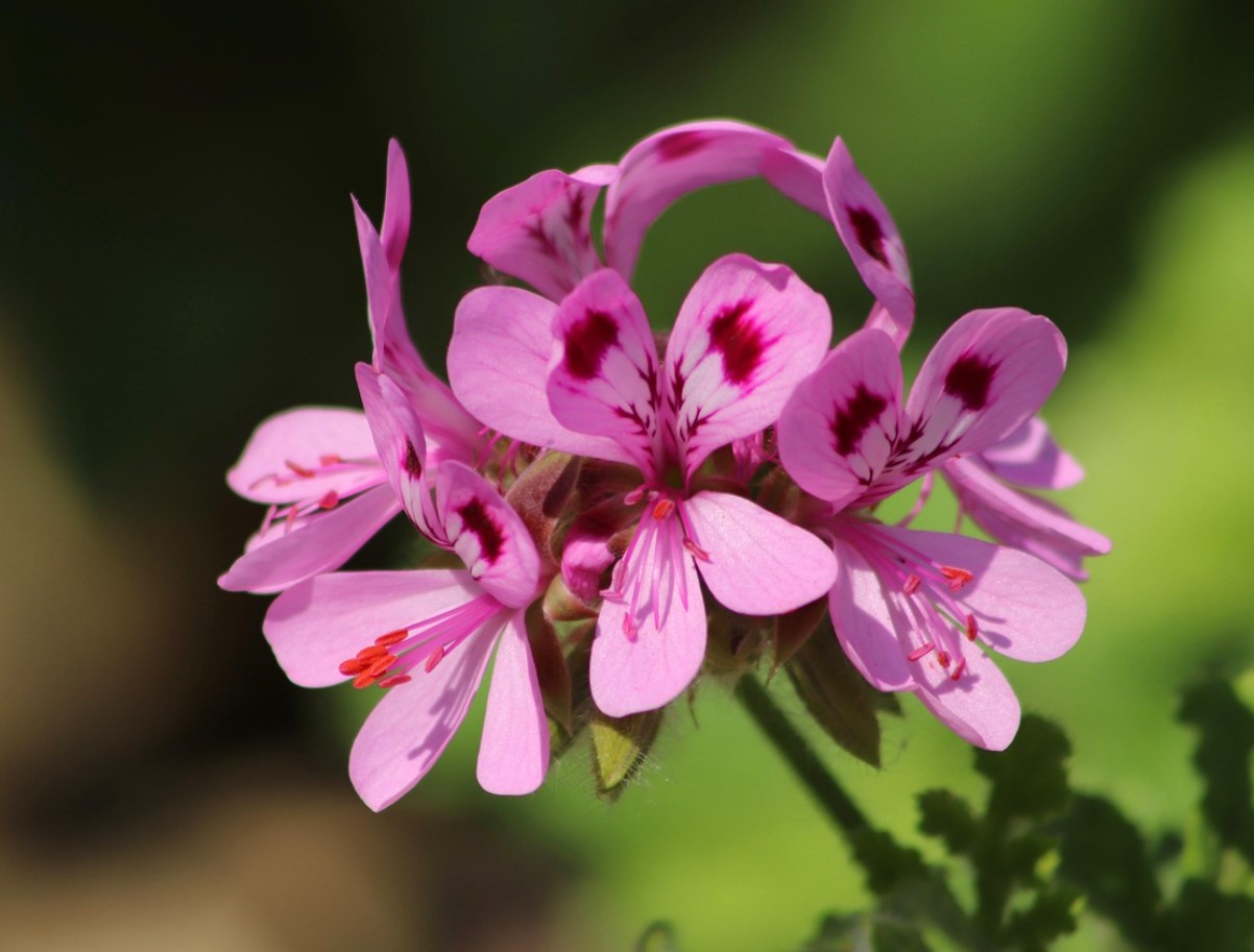 Защо старите градинари не купуваха нови здравец всяка пролет: прости стъпка по стъпка инструкции за зимуване, които ще ви спестят десетки евро