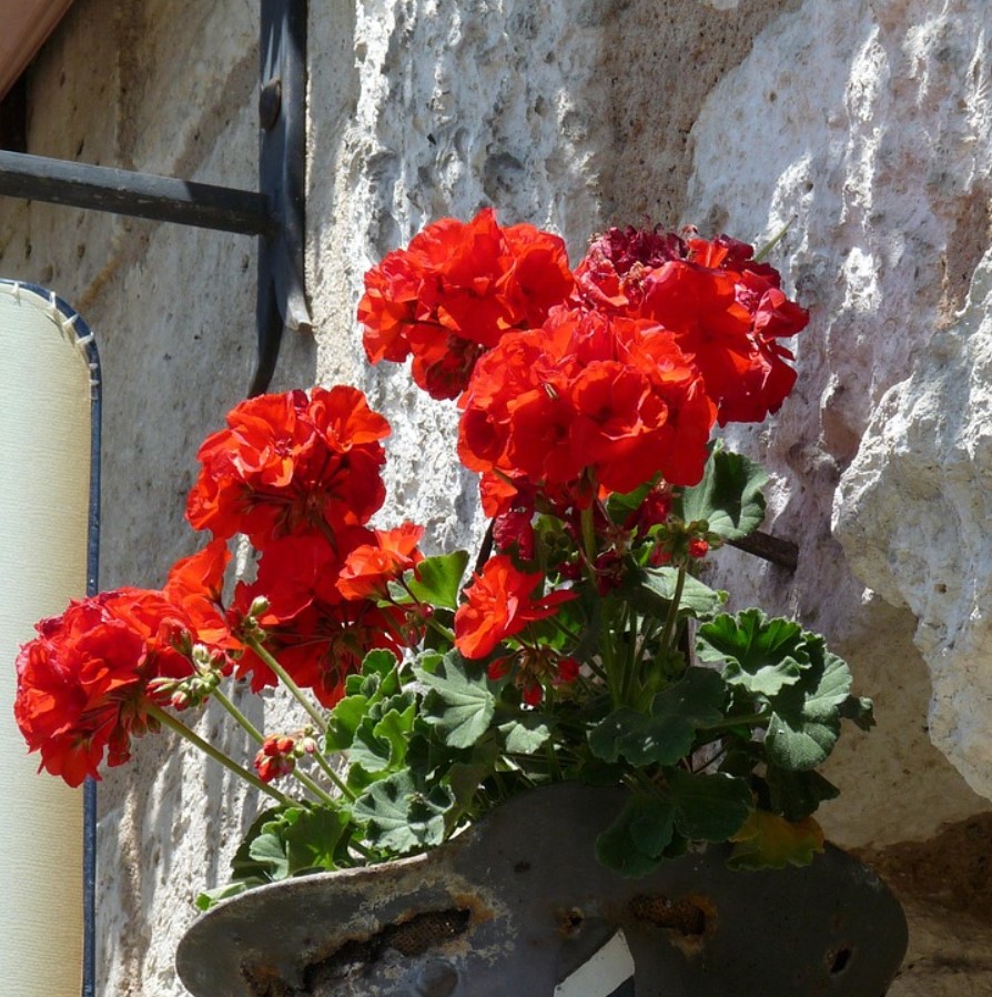 Защо старите градинари не купуваха нови здравец всяка пролет: прости стъпка по стъпка инструкции за зимуване, които ще ви спестят десетки евро