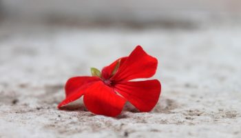 Защо старите градинари не купуваха нови здравец всяка пролет: прости стъпка по стъпка инструкции за зимуване, които ще ви спестят десетки евро