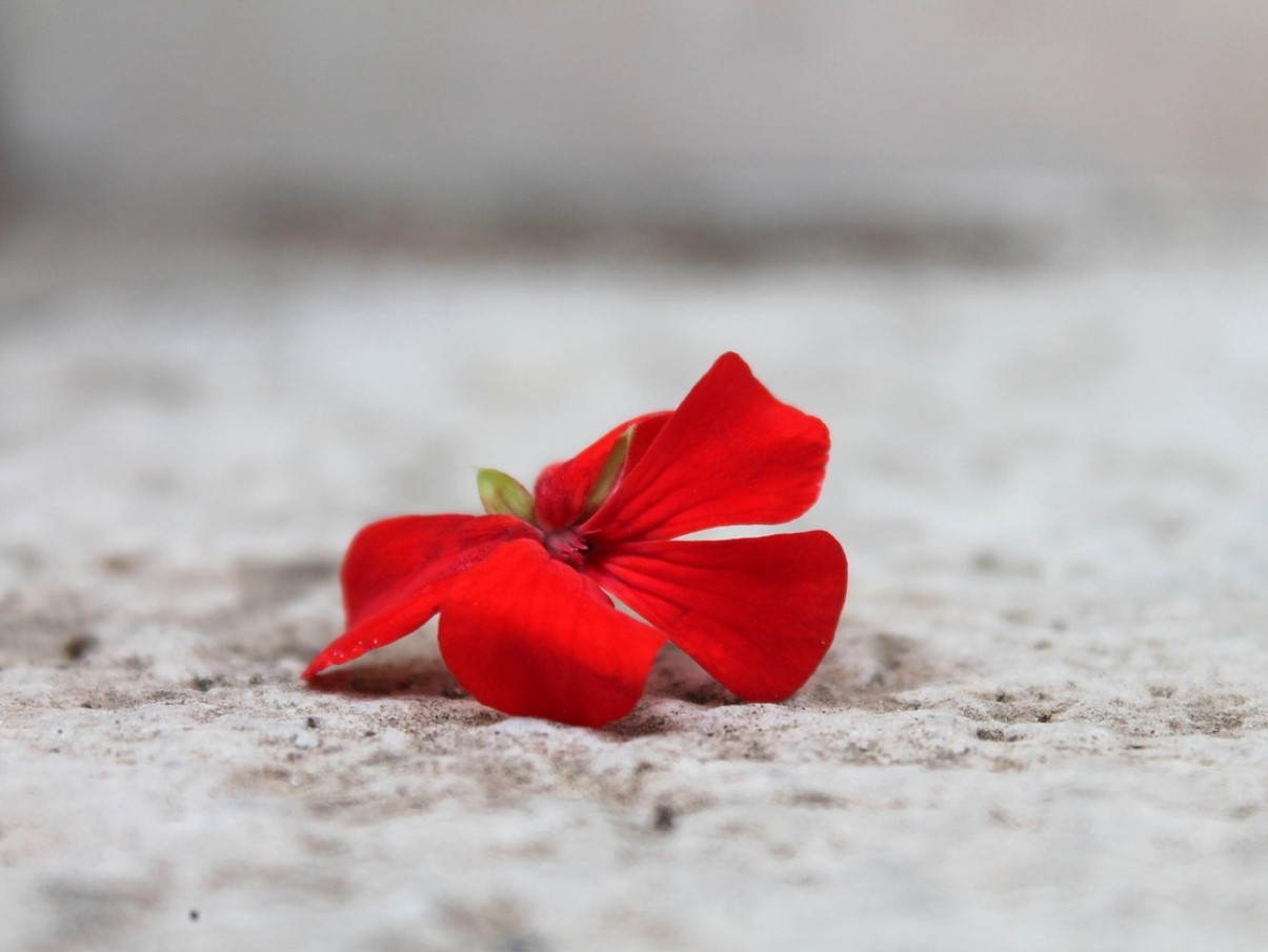 Защо старите градинари не купуваха нови здравец всяка пролет: прости стъпка по стъпка инструкции за зимуване, които ще ви спестят десетки евро