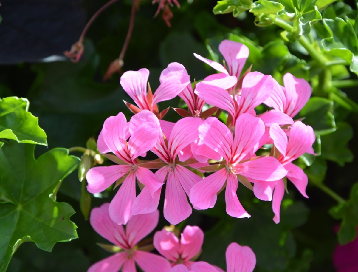 Защо старите градинари не купуваха нови здравец всяка пролет: прости стъпка по стъпка инструкции за зимуване, които ще ви спестят десетки евро