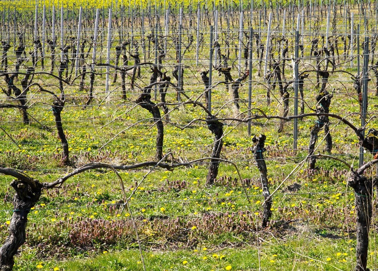 Не купувайте повече грозде: през пролетта можете да получите десетки безплатни фиданки от есенните резници, просто ги съхранявайте правилно.