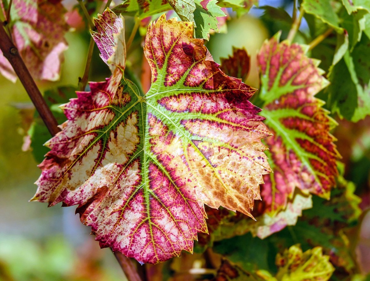 Не купувайте повече грозде: през пролетта можете да получите десетки безплатни фиданки от есенните резници, просто ги съхранявайте правилно.