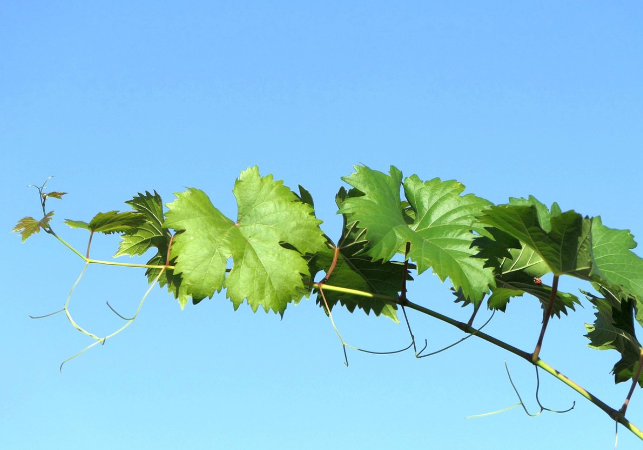 Не купувайте повече грозде: през пролетта можете да получите десетки безплатни фиданки от есенните резници, просто ги съхранявайте правилно.