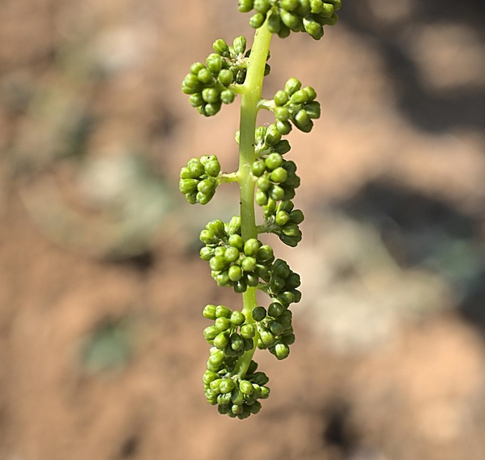 Не купувайте повече грозде: през пролетта можете да получите десетки безплатни фиданки от есенните резници, просто ги съхранявайте правилно.