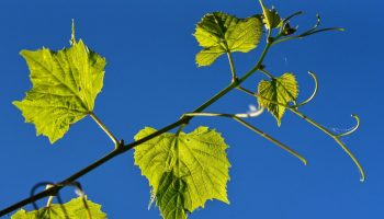 Не купувайте повече грозде: през пролетта можете да получите десетки безплатни фиданки от есенните резници, просто ги съхранявайте правилно.