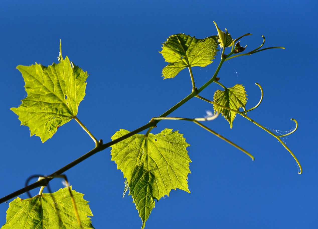 Не купувайте повече грозде: през пролетта можете да получите десетки безплатни фиданки от есенните резници, просто ги съхранявайте правилно.