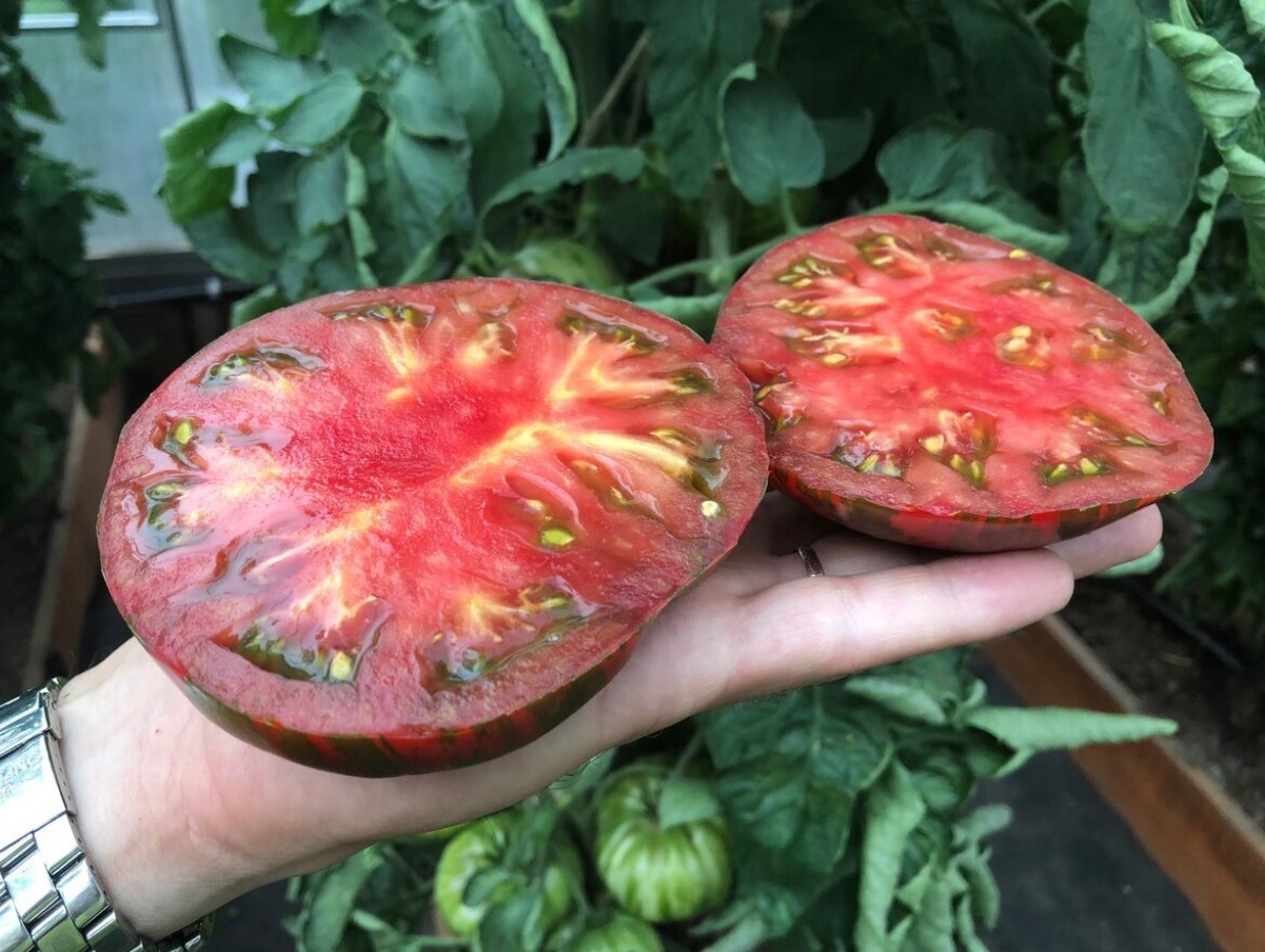 Красив сорт домати: расте „като на мая“ — огромни домати с особена окраска