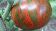 Красив сорт домати: расте „като на мая“ — огромни домати с особена окраска